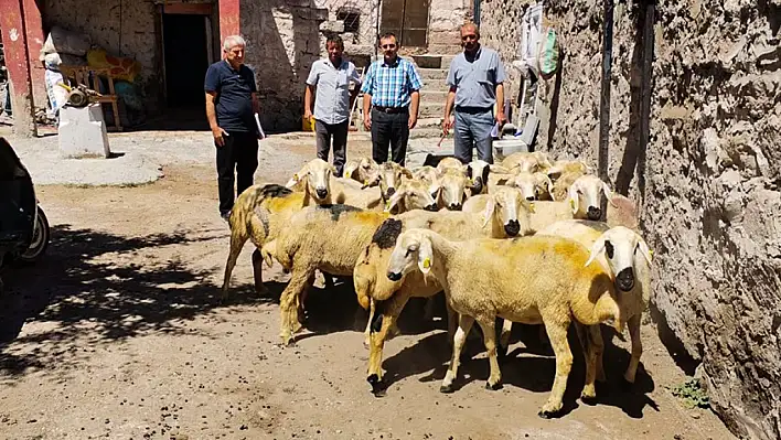 Bu proje kuzularını vermeye başladı