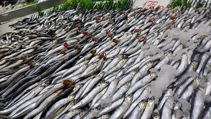 Bu sene hamsi altın çağını yaşıyor