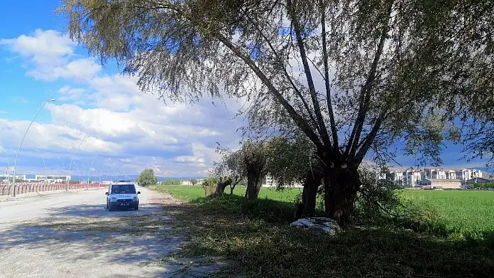 Budadığı ağaçtan düşen şahıs yaralandı