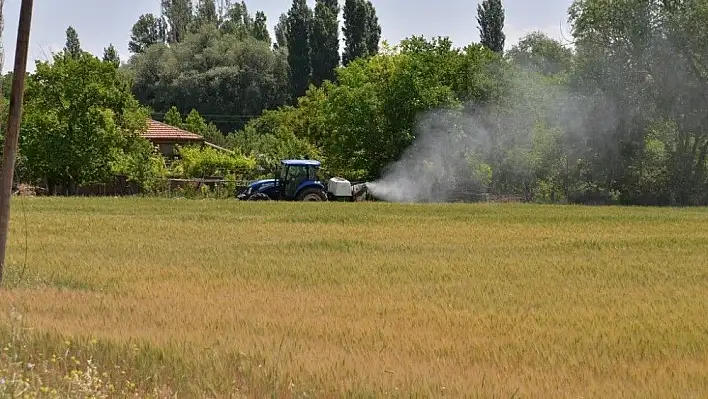 Buğday Ekili Alanlarda Süne Zararlısı İle Mücadele Tüm Hızıyla Devam Ediyor
