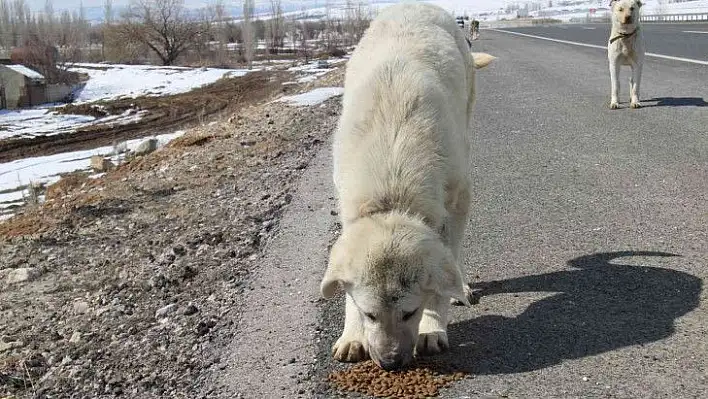 Bünyan Belediyesi ekipleri yaban hayvanları için yem bıraktı