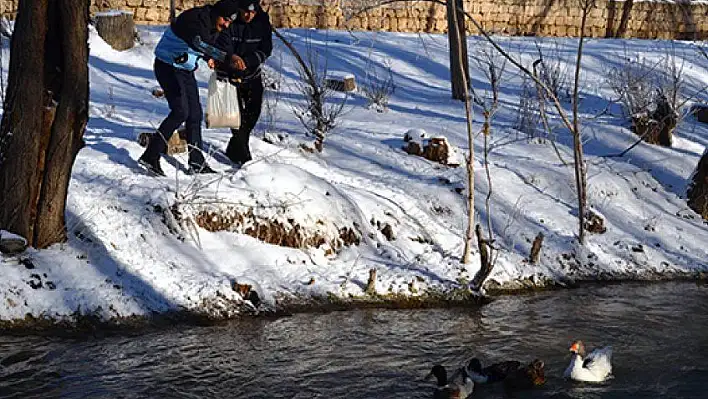 Bünyan Belediyesi sokak ve yaban hayvanlarını unutmuyor