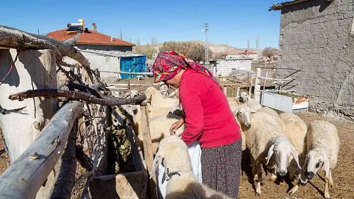 3 bin 200 küçükbaş hayvan dağıtımı başlıyor