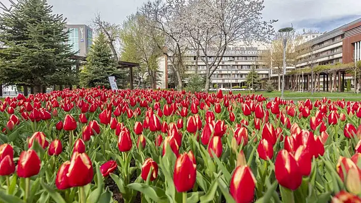 Büyükşehir, 3 milyon çiçek dikecek!