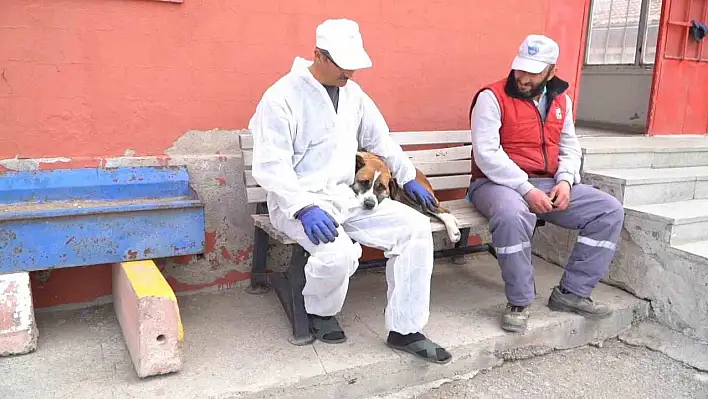 Depremzede hayvanlara ev sahipliği yapıyorlar