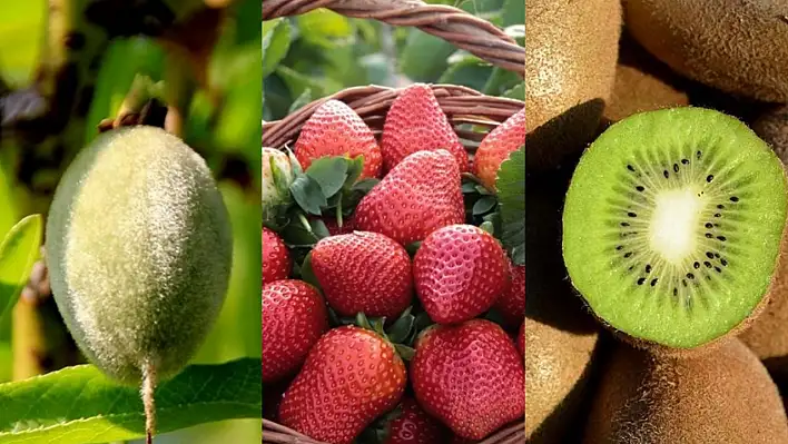 Çağla, çilek, kivi... İşte özlenen meyvelerin fiyatları
