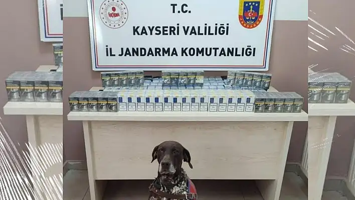 Çay ve tütün köpeği Kayseri'de iş başında!