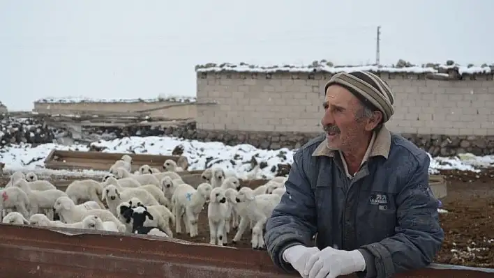 Çobanların soğuk havada 'Kuzu' nöbeti