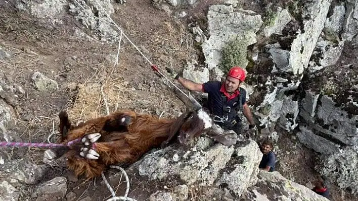 Dağda mahsur kalan keçiler kurtarıldı