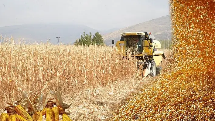 Danelik mısıra altın gibi fiyat