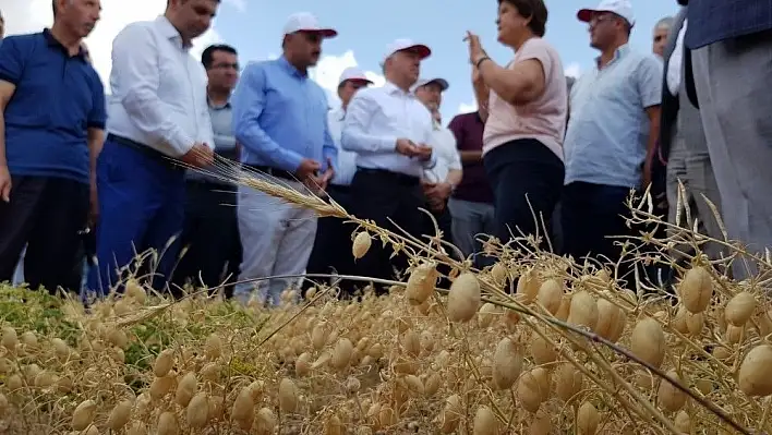 Develi'de Tarla Gününde Nohut Çeşitleri Tanıtıldı