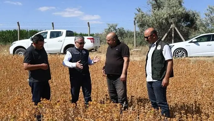 Doğal Şifa Aspir'in hasadı yaklaşıyor