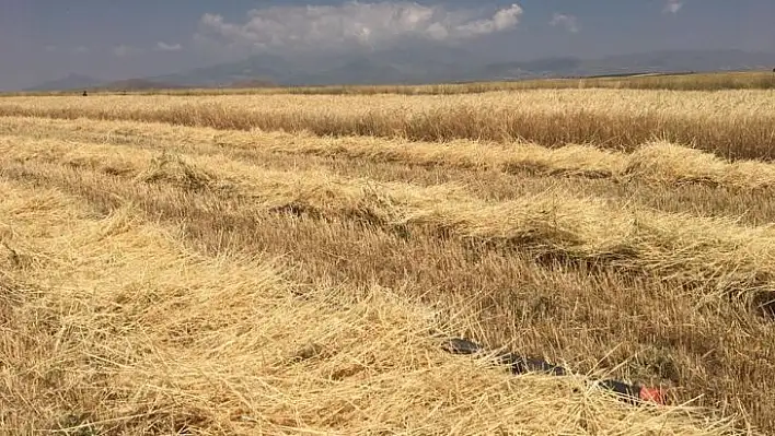 Düşündüren tablo! Kayseri'de tarım alanları azaldı!