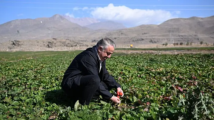 Erciyes'in eteklerinde yetiştiriliyor, 6 ülkeye ihraç ediliyor