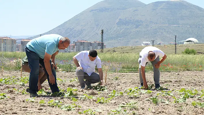 ERÜ'de atıklar çöpe gitmiyor, tarlaya dönüyor!