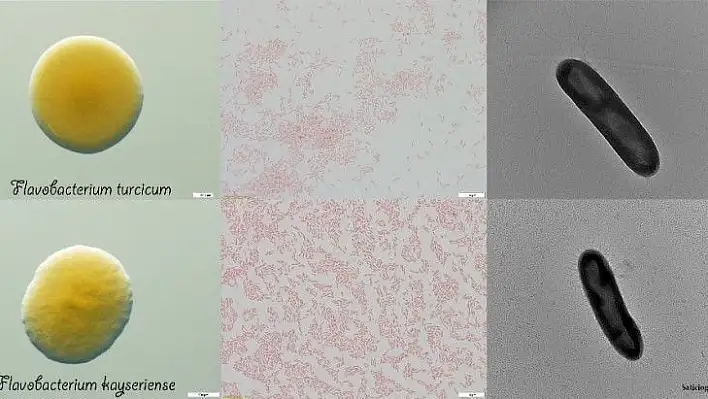 Bakterilere 'Turcicum' ve 'Kayseriense' ismi verildi