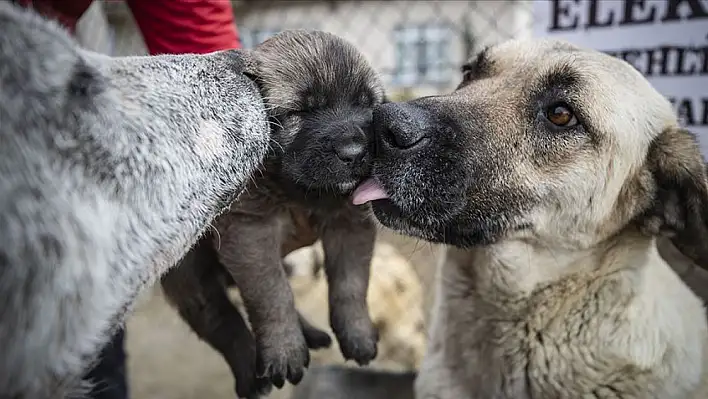 Evcil hayvanını terk edenler bakın ne kadar para cezası ödeyecek!