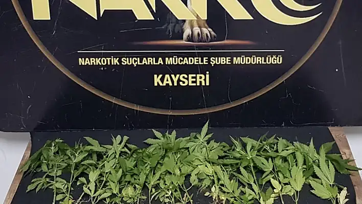 Evinde Hint keneviri yetiştiren şahıs gözaltına alındı