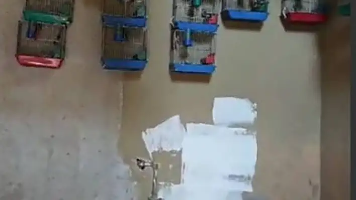 Üretimi yasak kuş bulunduran şahsa 151 bin 200 lira para cezası