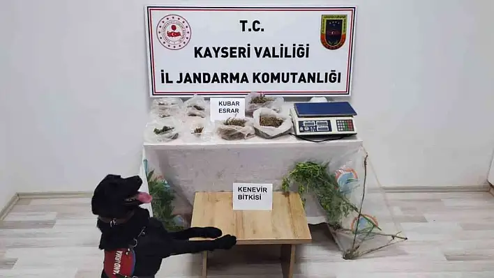 Sarıoğlan'da 30 kök kenevir bitkisi ele geçirildi