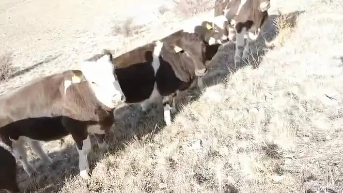 Ahırın duvarını yıkarak kaçan inekler, 16 saat sonra bulundu