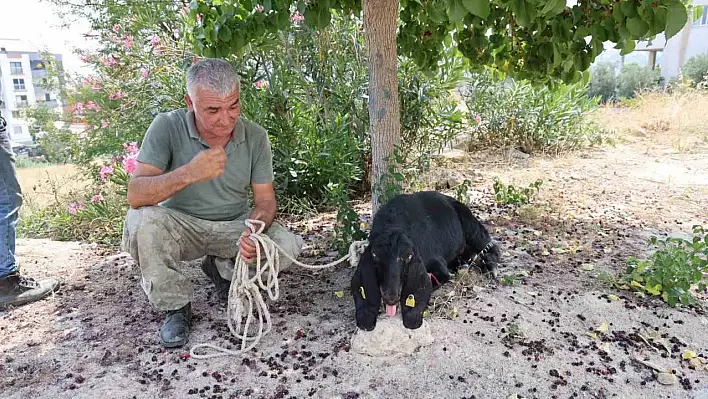 Bayramda kaçtı, 10 gün sonra yakalandı