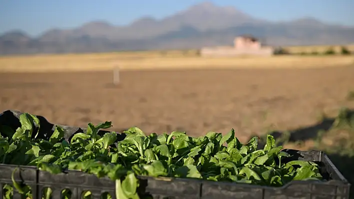 Genç çiftçiler Erciyes'in eteğinde bakın ne üretiyor!