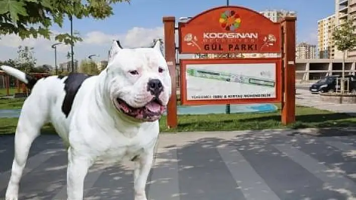  Gül Parkı'nda  'Tehlikeli köpek' tepkisi