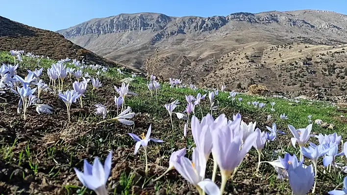 Güz çiğdemleri çıktı!