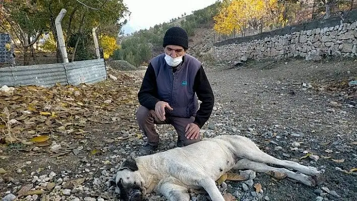 Köpekler zehirleniyor iddiası