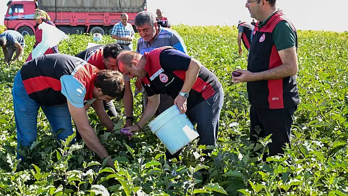 Hasadı başladı: Gizli gücü ortaya çıktı, sapı bile şifa dağıtıyor!
