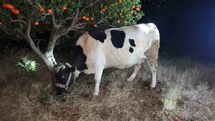 Köylerden hayvan çalan hırsızlar suçüstü yakalandı