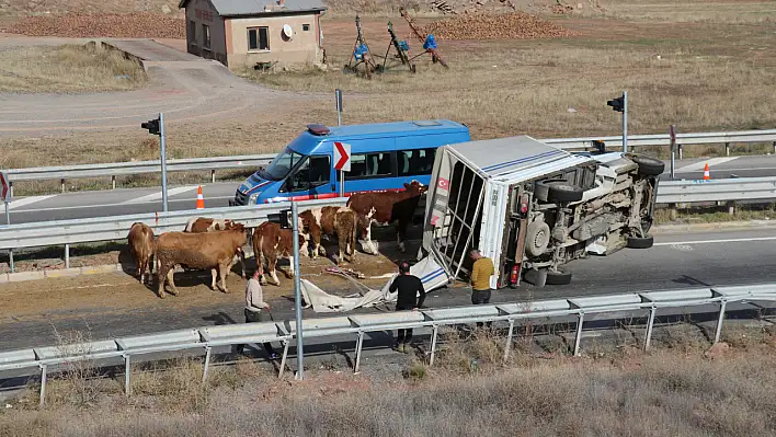 Hayvan taşıyan kamyonet devrildi