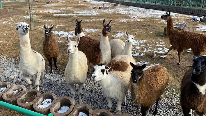 Hayvanat bahçesi kışın da açık