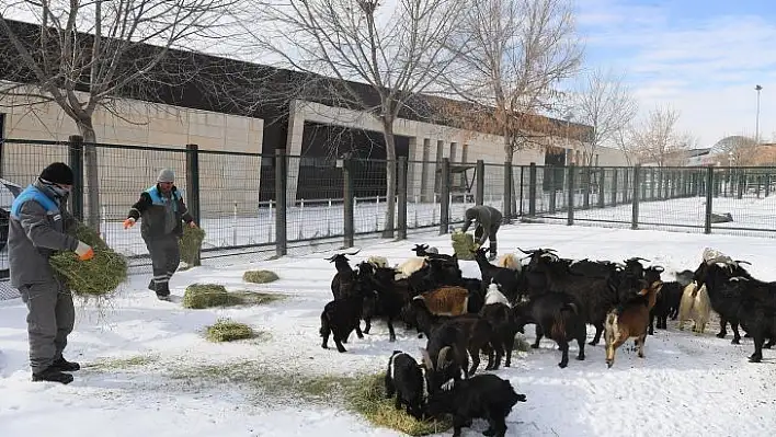 Hayvanat Bahçesinde kışa özel bakım