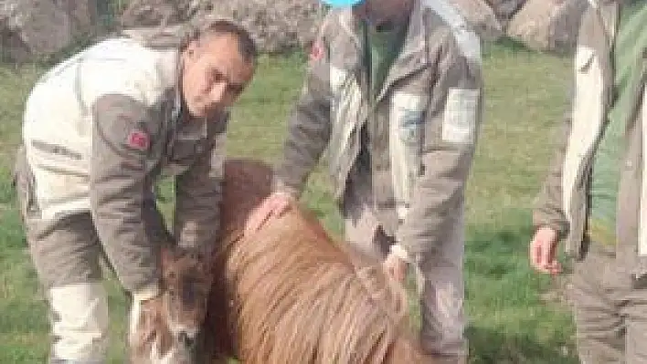 HAYVANAT BAHÇESİNİN YENİ YAVRUSU