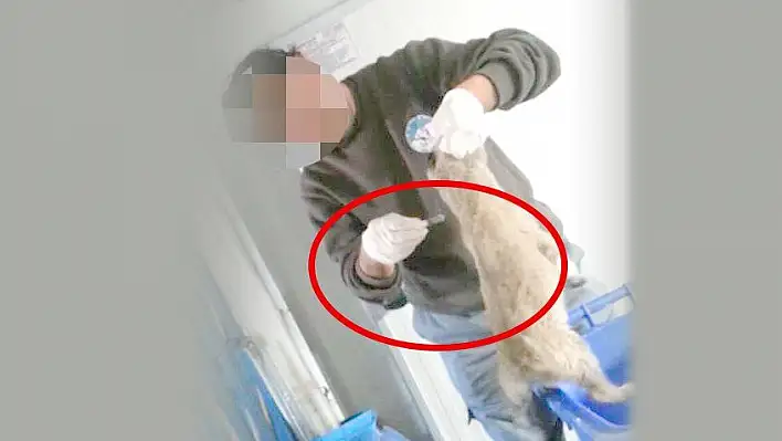 'Hayvanlar iğne ile öldürülüyor' iddiası!