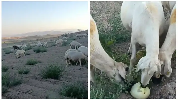 Hayvanlar tarlalara girmeye başladı! Kayseri'de düşündüren tablo