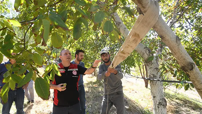 İl Müdürü Saklav ceviz bahçesinde