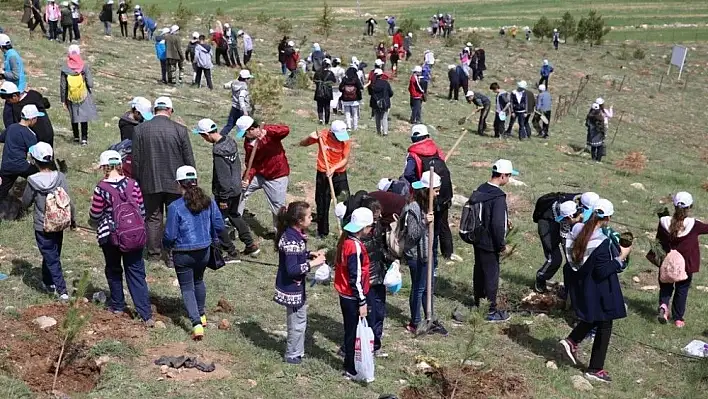 İldem bölgesine 500 çam fidanı dikildi