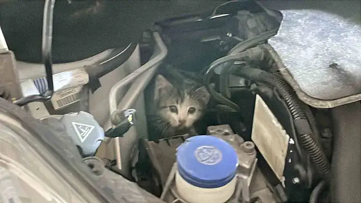 Aracının motor kısmından bakın ne çıktı