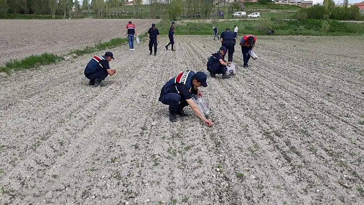 Jandarma 14 bin 928 kök kenevir ele geçirdi