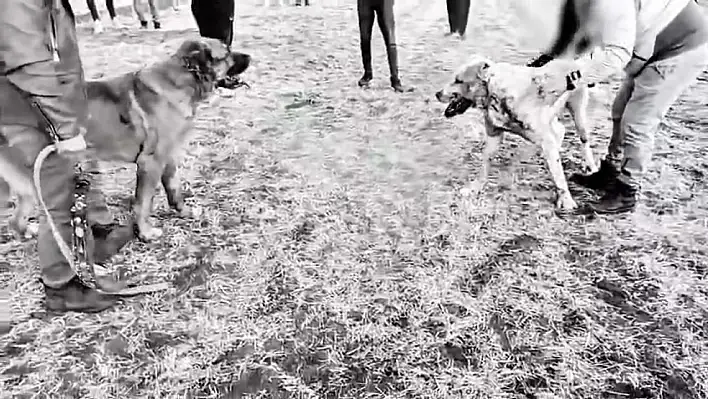 Jandarma'dan köpek dövüşü yaptıranlara operasyon! 8 kişi gözaltına alındı