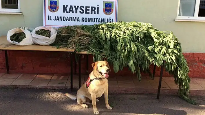 Jandarma'dan uyuşturucu operasyonu