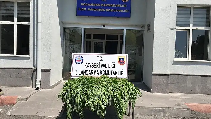 Kenevir operasyonunda tutuklama!