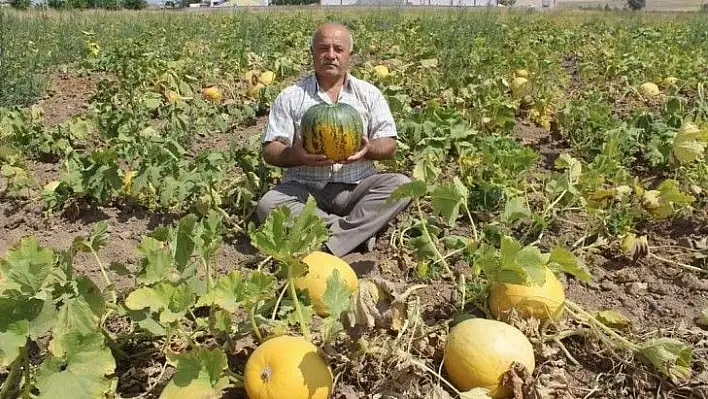 Tomarza Kabağı'na özel şiir yazdı