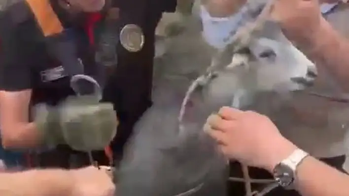 Keçi kuyuya düştü