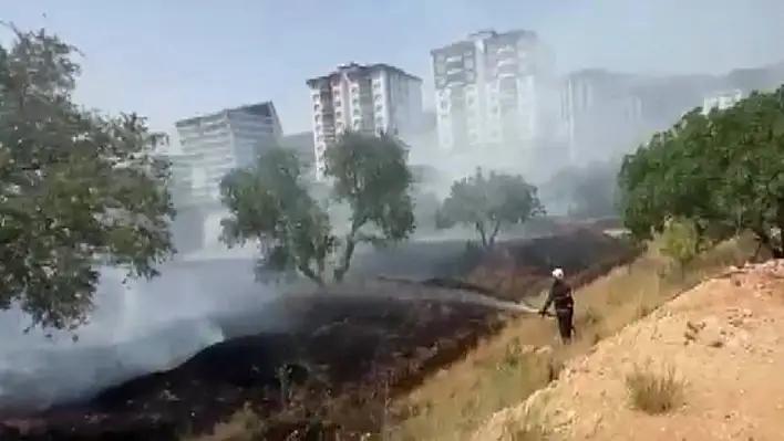 Zeytinlikte yangın