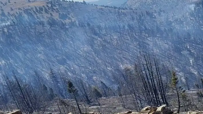 Ormanlık alanda yangın
