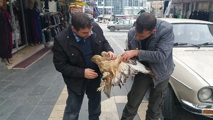 Kanadı Kırık Şahin Tedavi Altına Alındı